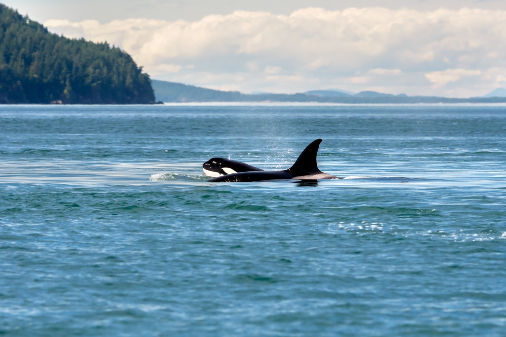 Orcas in the water - best time to Visit Orcas Island for San Juan Island whale watching and more